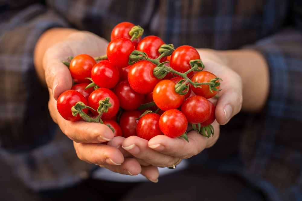 manfaat tomat cery untuk kesehatan