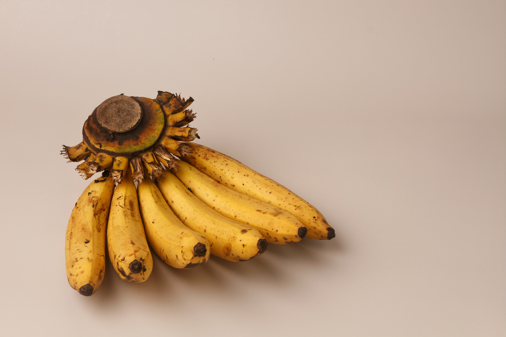 kandungan gizi pisang ambon