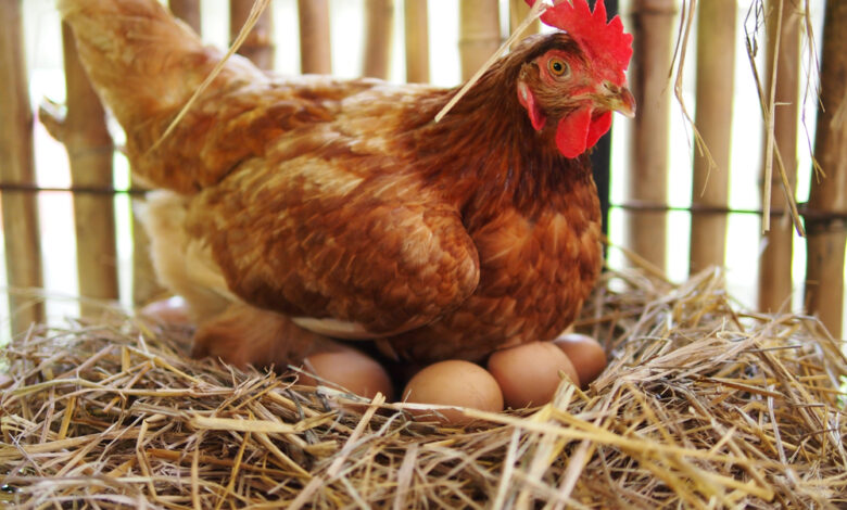 kandungan telur ayam
