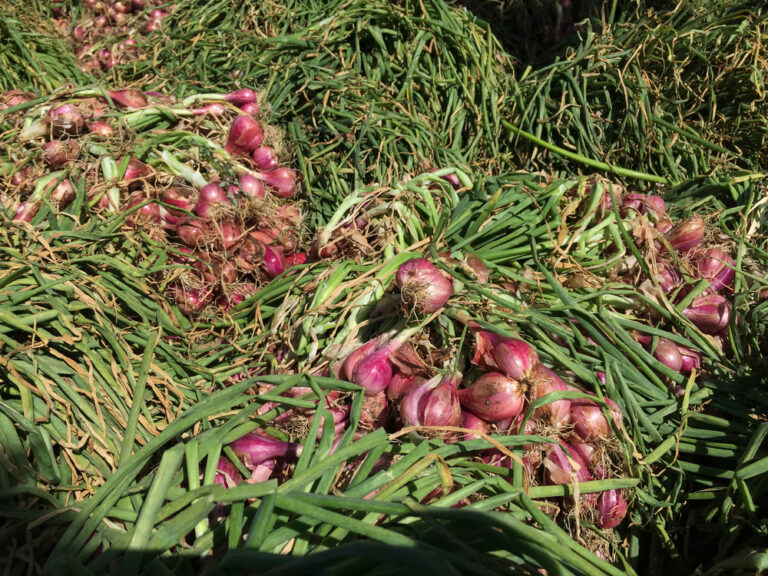 Cara Menanam Bawang Merah Yang Mudah Di Rumah