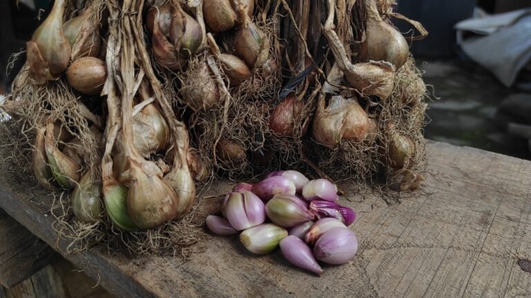 Cara Menanam Bawang Merah Yang Mudah Di Rumah Anti Ribet