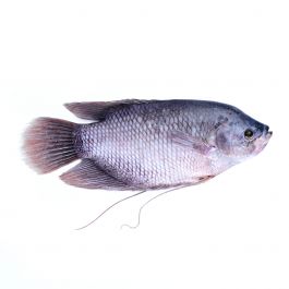 Ikan Gurame Fresh / 400-500g