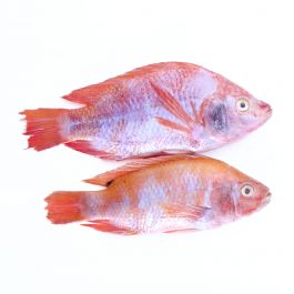 Ikan Nila/450-500g
