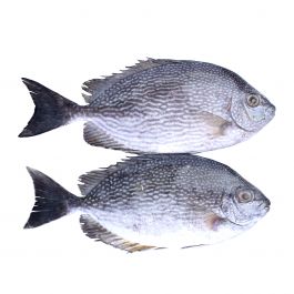 Ikan Baronang/900-1000g