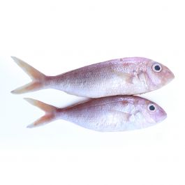 Ikan Terisi/450-500g