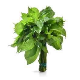 Daun Poh Pohan 1 ikat / 150 gr