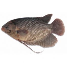 Ikan Gurame/450-500g